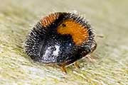 Ladybird (Diomus notescens) (Diomus notescens)